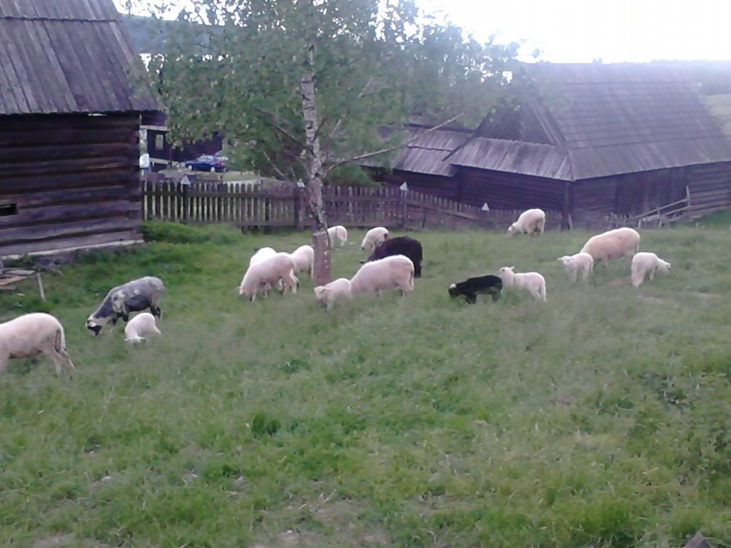Chatki Qdlatki Kluszkowce Exterior foto